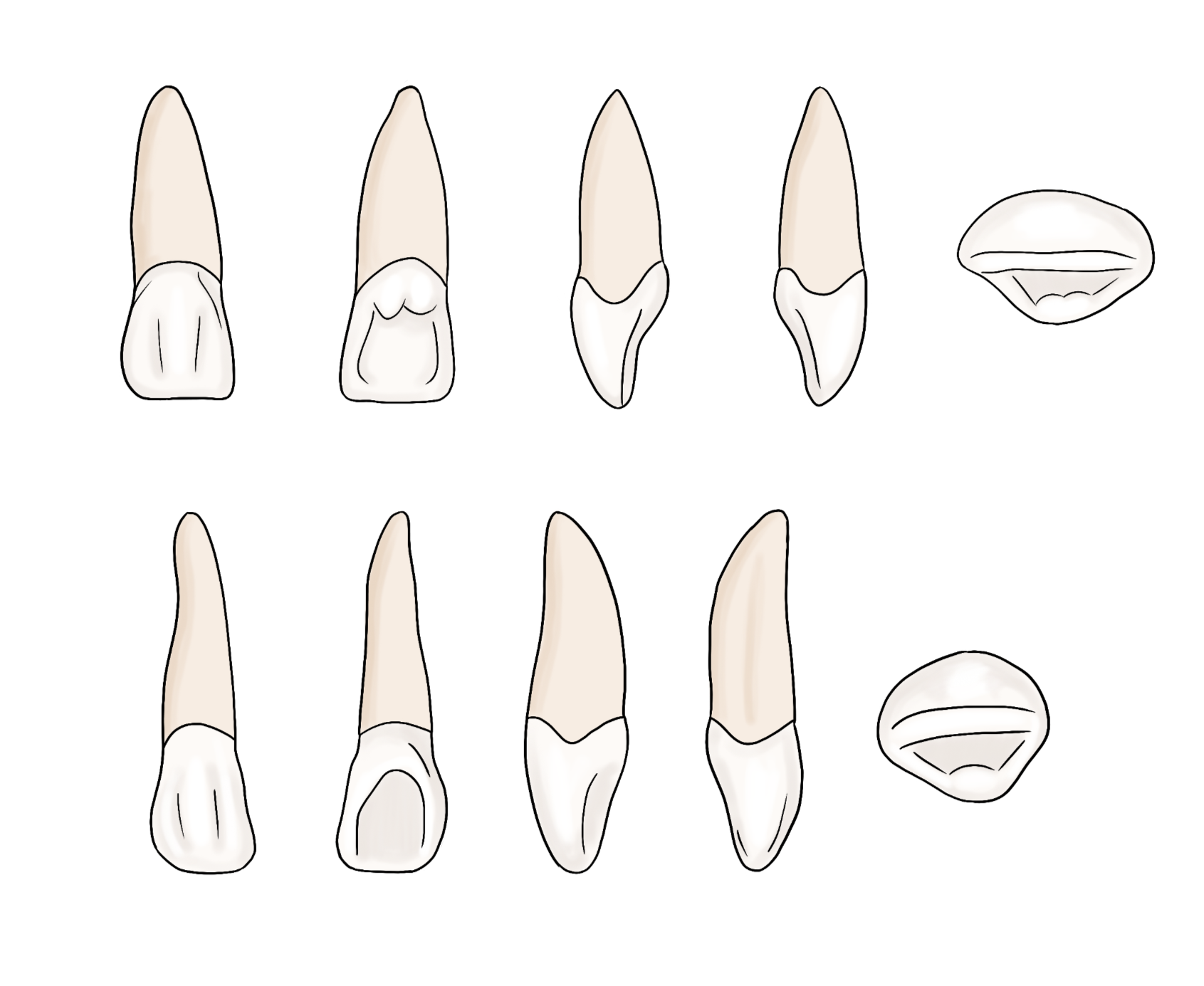 Incisors 3D Modules